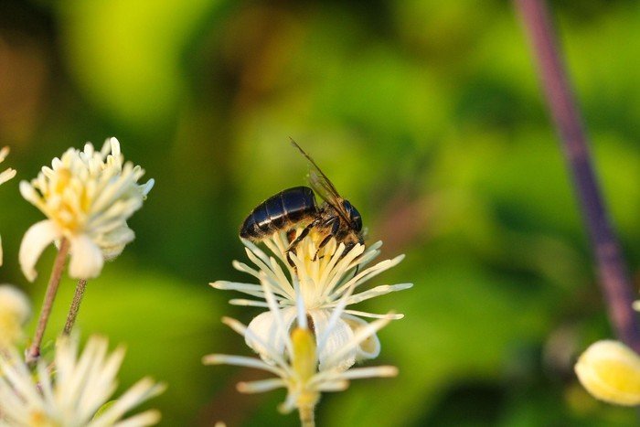 Insekt auf Blüte (Foto: pixabay.com)