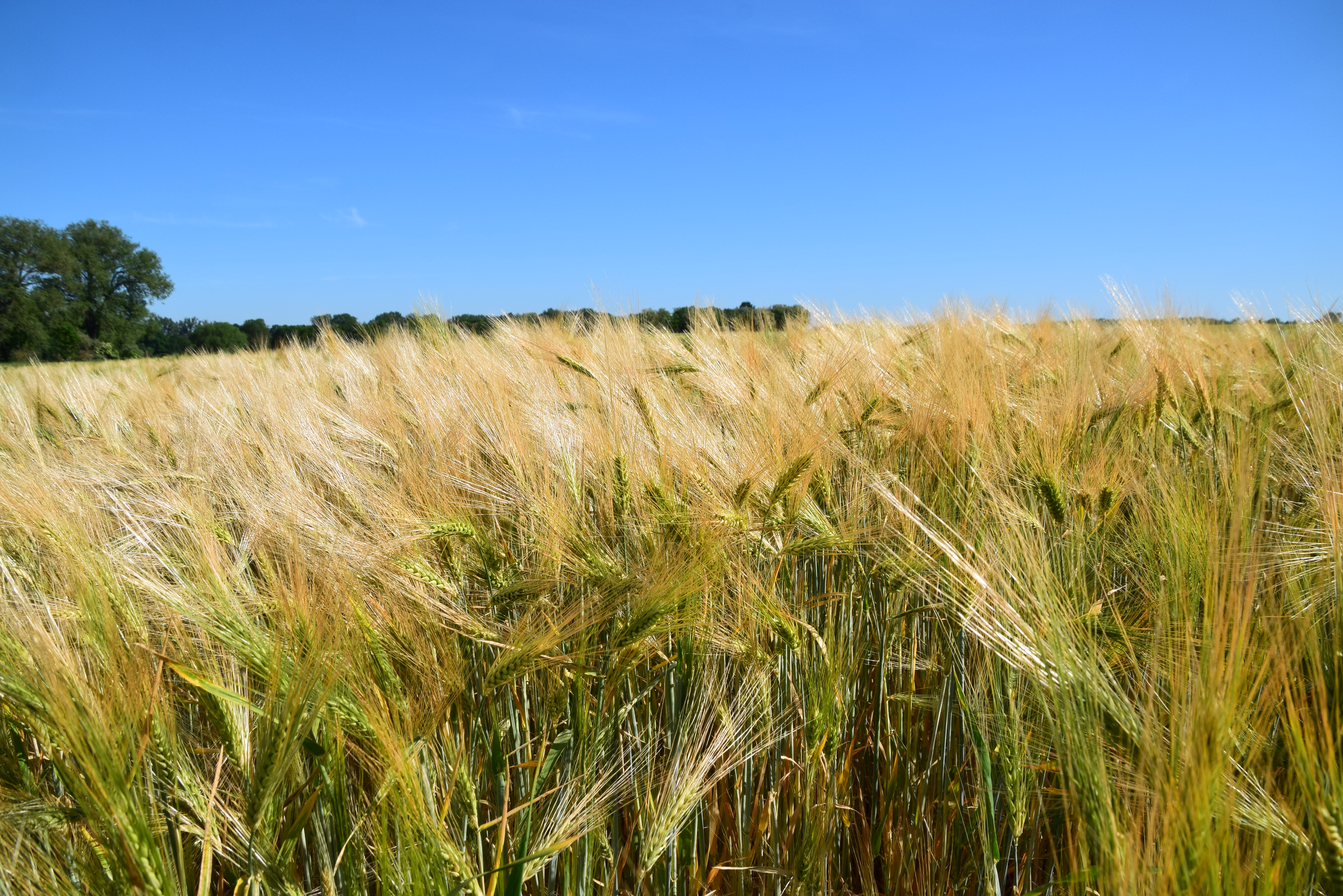 Wiesen-Flächen bei Bardenitz