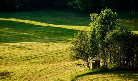 Abgemähte Wiese