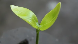 Keimling einer Pflanze (Foto: unsplash.com)